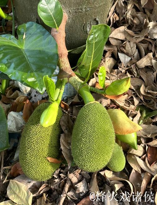 菠萝蜜视频入口