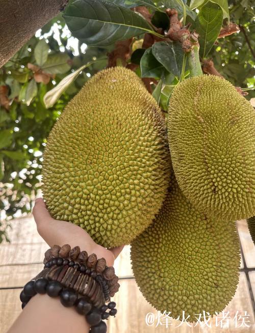 菠萝蜜视频入口