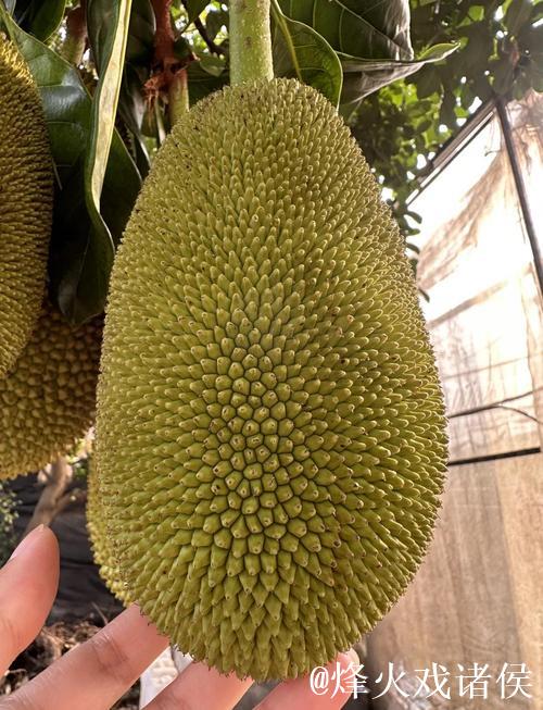 菠萝蜜视频入口