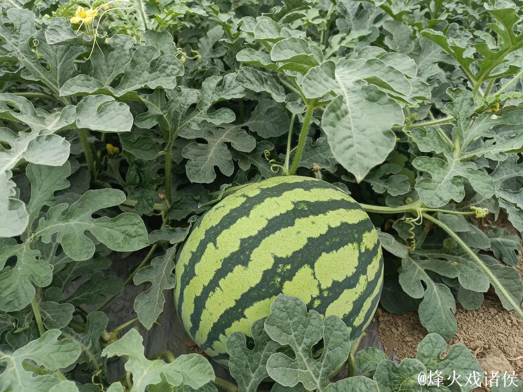 细聊吃瓜网166su：瓜田趣闻新视角