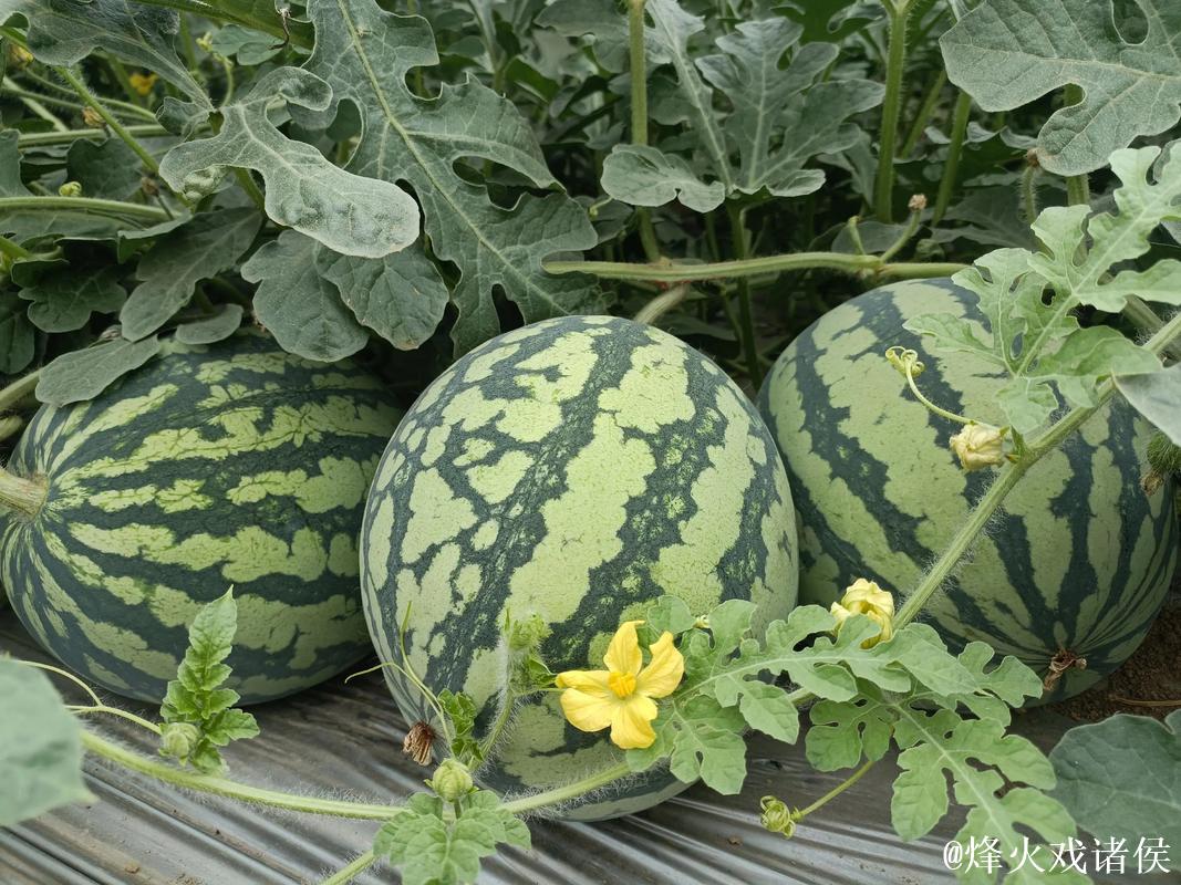 细聊吃瓜网166su：瓜田趣闻新视角